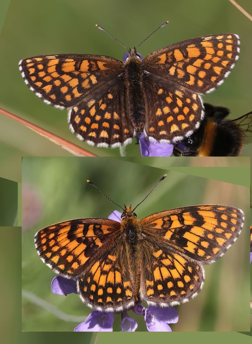Melitaea aurelia ....credo